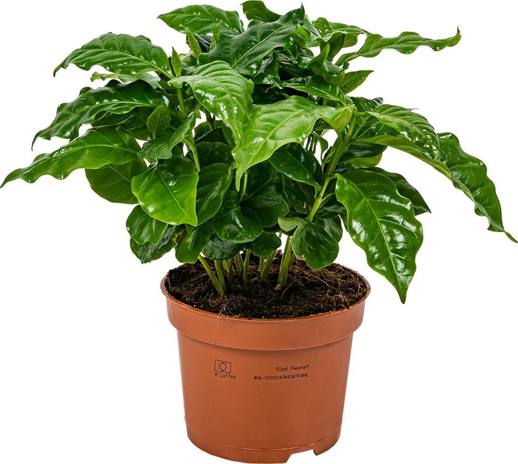 Bloomique - Coffea Arabica - Kaffeepflanze - Pflegeleicht - Produktbild 