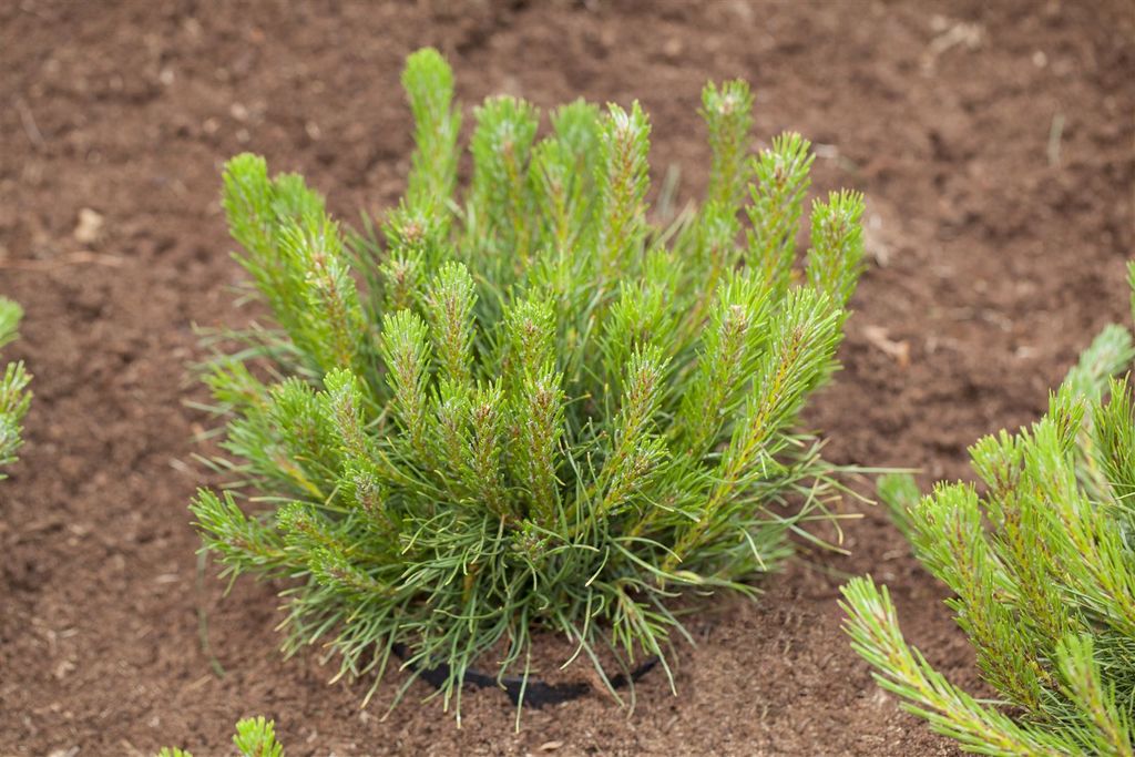 A small, bushy evergreen plant with bright green needles, planted in brown soil.