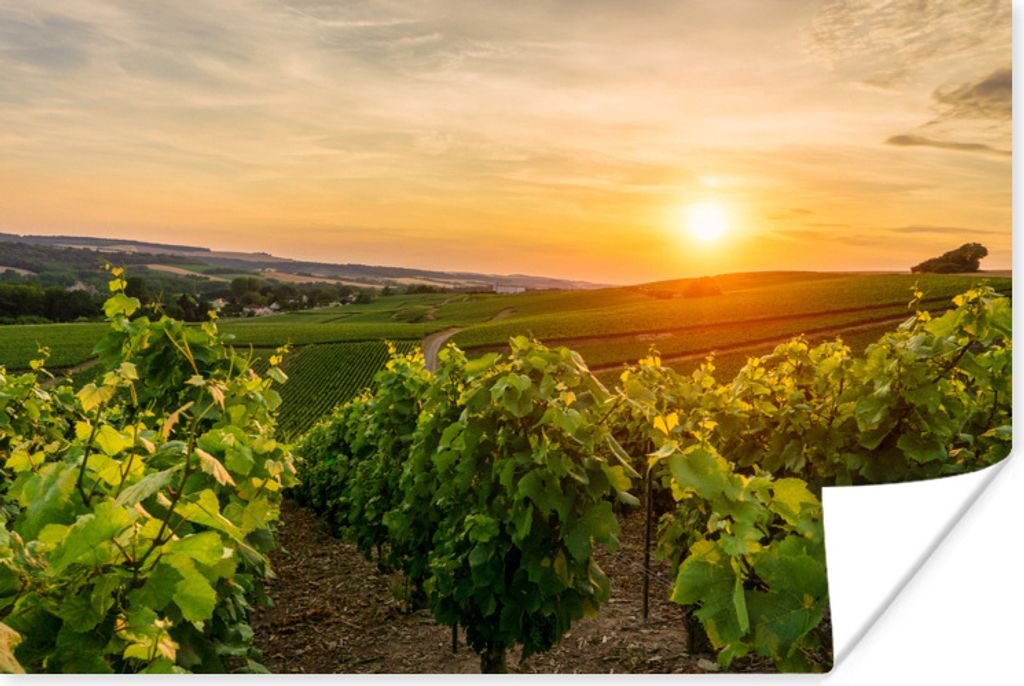 MuchoWow Poster Weinberg mit weißen Trauben in Frankreich 30x20 cm - Plakate - Print