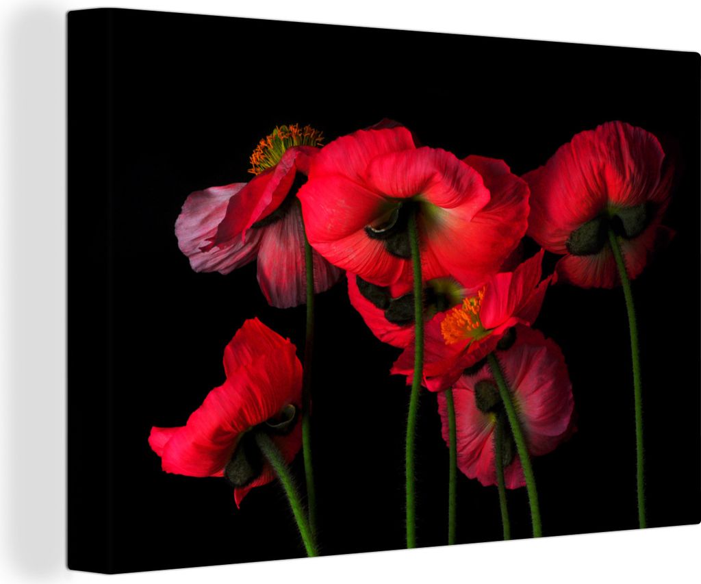 OneMillionCanvasses - Leinwandbilder - 140x90 cm, Die isländischen Mohnblumen auf schwarzem Hintergrund, Wandbilder Kunstdruck Wanddekoration - ...