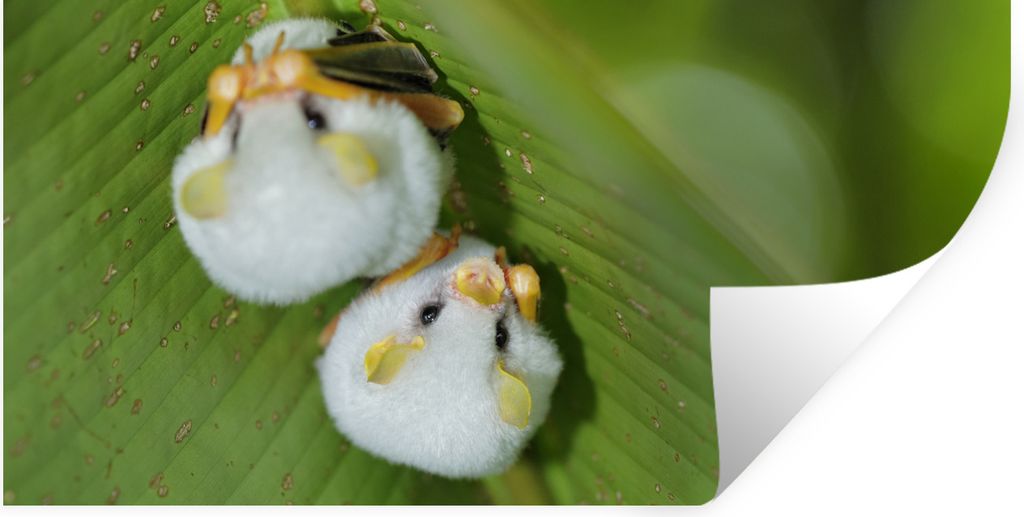 MuchoWow Wandtattoo Wandsticker Wandaufkleber Weiße Fledermäuse auf grünem Blatt 80x40 cm Selbstklebend und Repositionierbar - Aufkleber