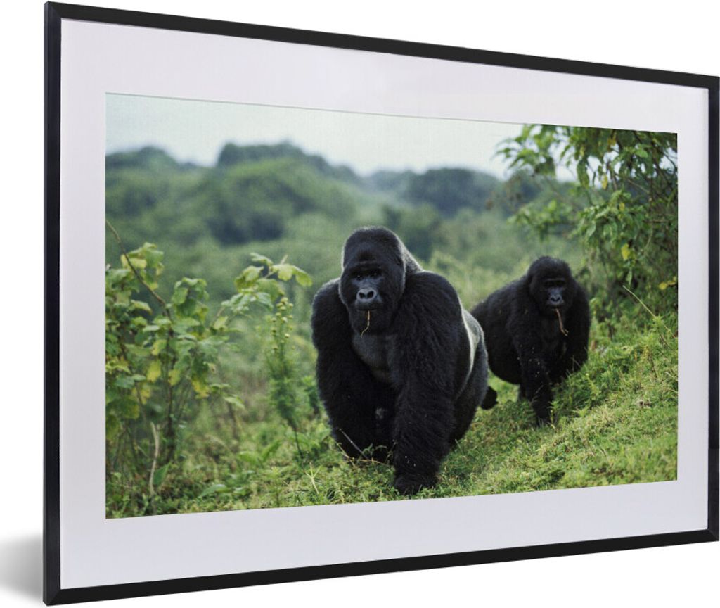 MuchoWow MuchoWow Gerahmtes Poster Zwei schwarz gefärbte Gorillas in einer grünen Umgebung 60x40 cm - Poster mit zchwarzem Bilderrahmen - Sch...