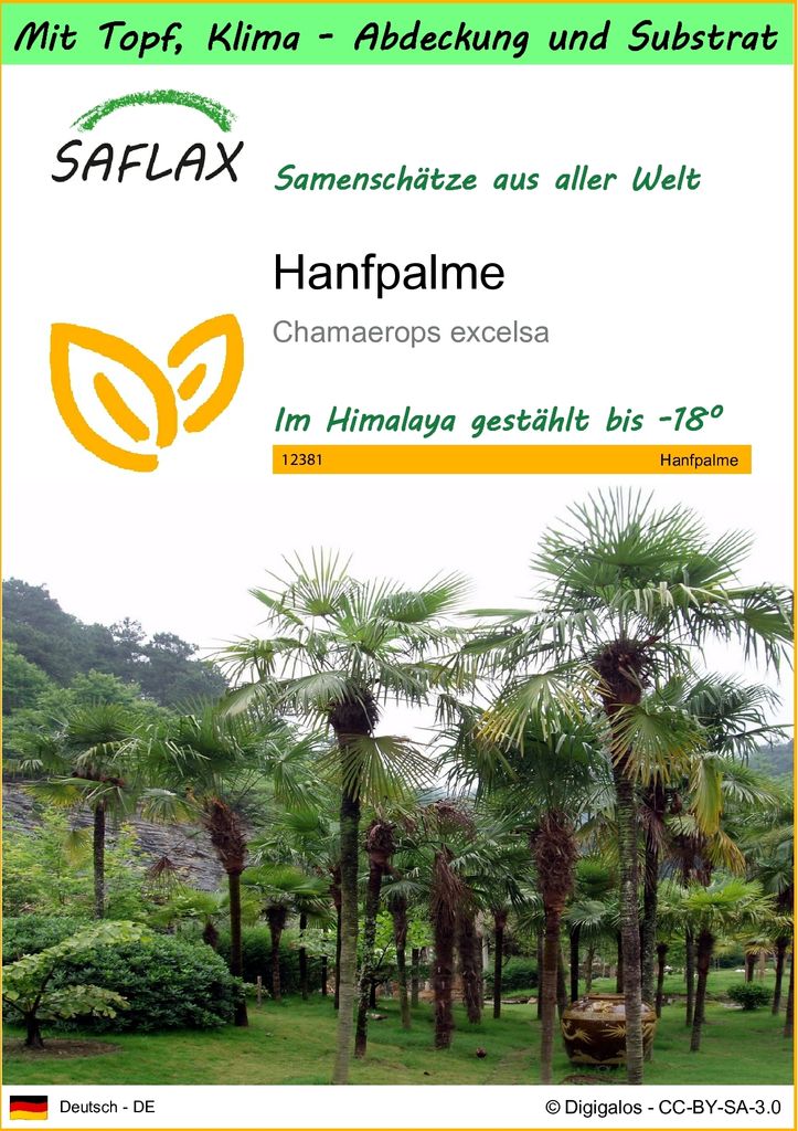 SAFLAX Garden to go - Hanfpalme - Chamaerops excelsa - 10 Samen - Mit Topf, Klima - Deckel und Anzuchtsubstrat