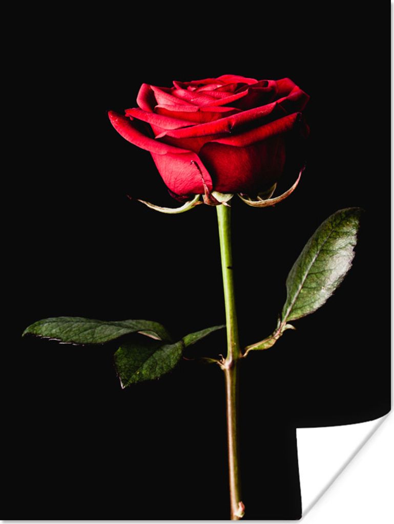 MuchoWow Poster Eine rote Rose auf schwarzem Hintergrund 120x160 cm - Wandbilder