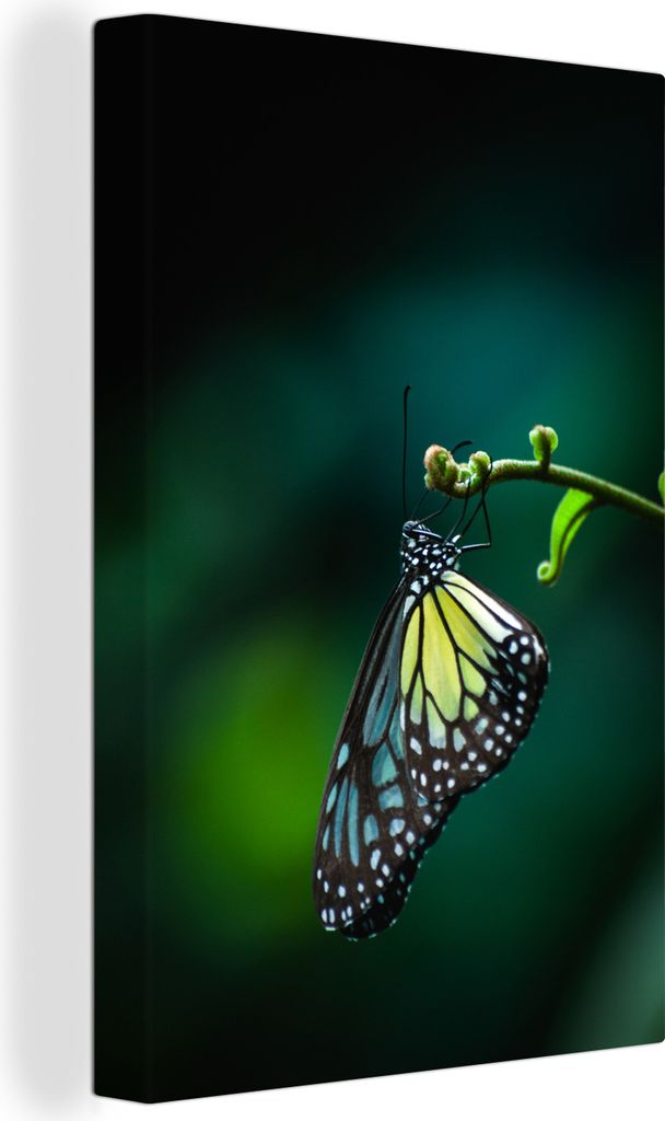 OneMillionCanvasses - Leinwandbilder - 90x140 cm, Nahaufnahme Schmetterling auf einem Zweig, Wandbilder Kunstdruck Wanddekoration - Wandschmucke ...