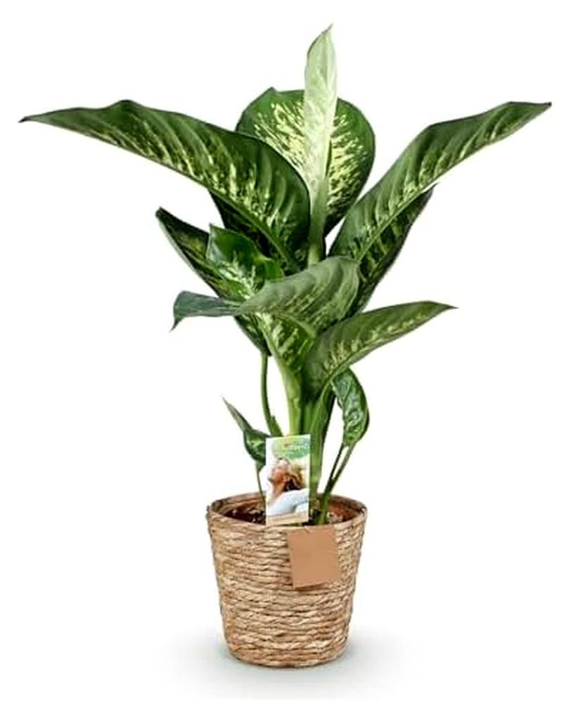 Zimmerpflanzen - Dieffenbachia Tropic Snow - Pflegeleicht - mit Korb - Bunt - 1 Pflanze - Topf 21cm - Höhe 90-100cm