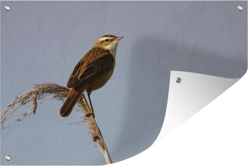 MuchoWow 90x60 cm Outdoor-Poster Gartendeko Sichtschutz Garten Poster für den Garten Ein Seggenrohrsänger blickt über die Landschaft