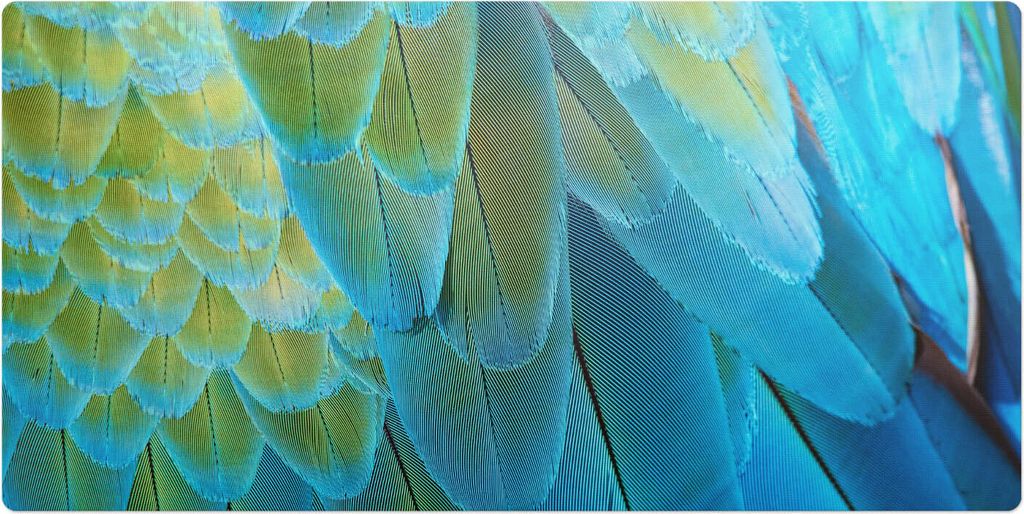 Vogelfedern Aus Nächster Nähe– Schreibtischunterlage – Schreibtisch Tischunterlage – 120x60 cm – Unterlage Groß Schreibtischmatte