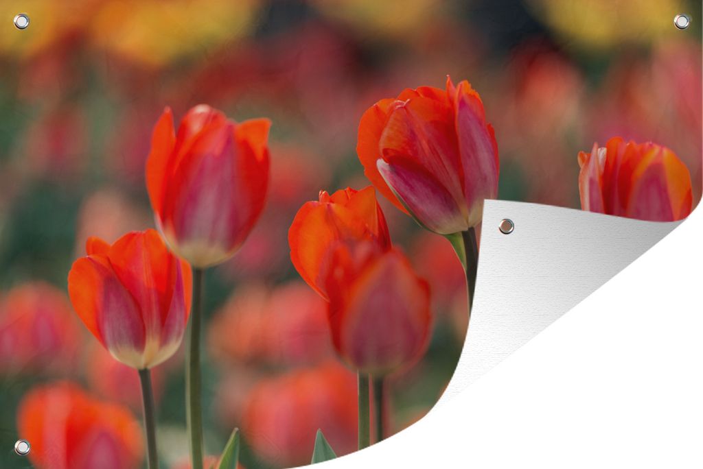 MuchoWow 60x40 cm Outdoor-Poster Gartendeko Sichtschutz Garten Poster für den Garten Eine Nahaufnahme von roten Tulpen