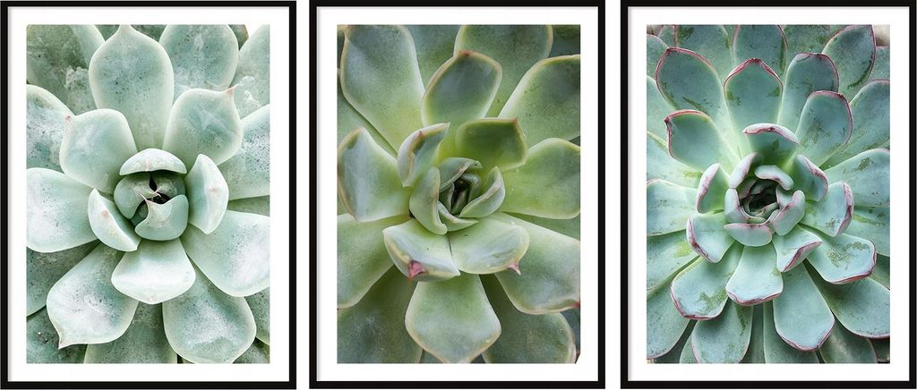 BILDPOSTER IM RAHMEN 53x73cm Triptychon Set mit 3 Gemälden Blätter Blumen P2007