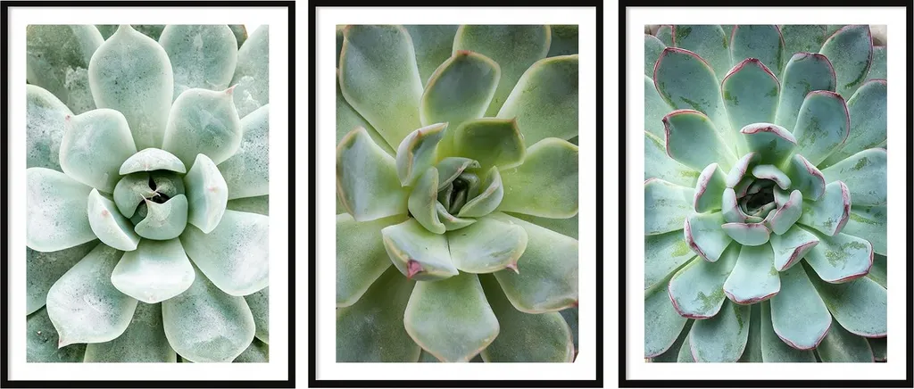 Triptyque P2007 : 3 Tableaux Feuilles et Fleurs sous Cadre 53x73cm