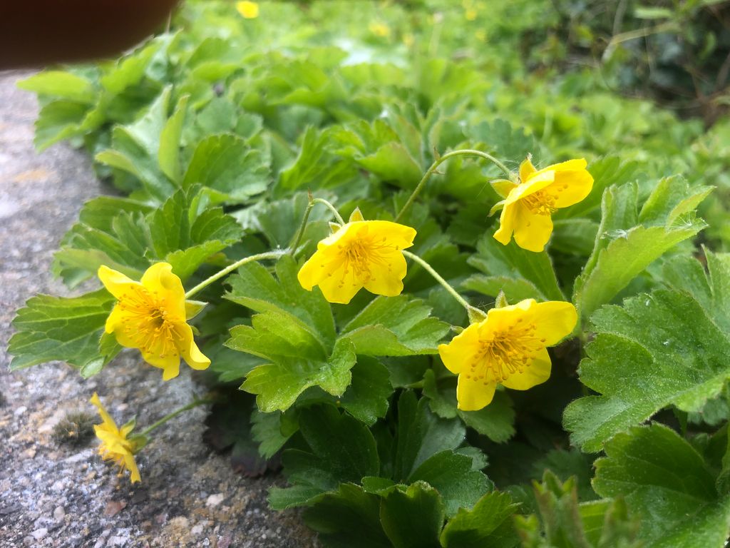 12 x Waldsteinia ternata – Goldene Erdbeere im Topf 9 x 9 cm
