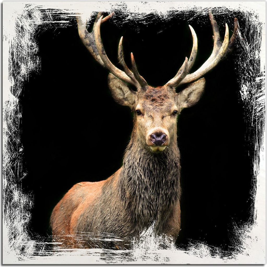 Kunstdrucke Wandbilder Holz in : Brillante Farben, Größe 50 x 50 cm Motiv Stattlicher Rothirsch
