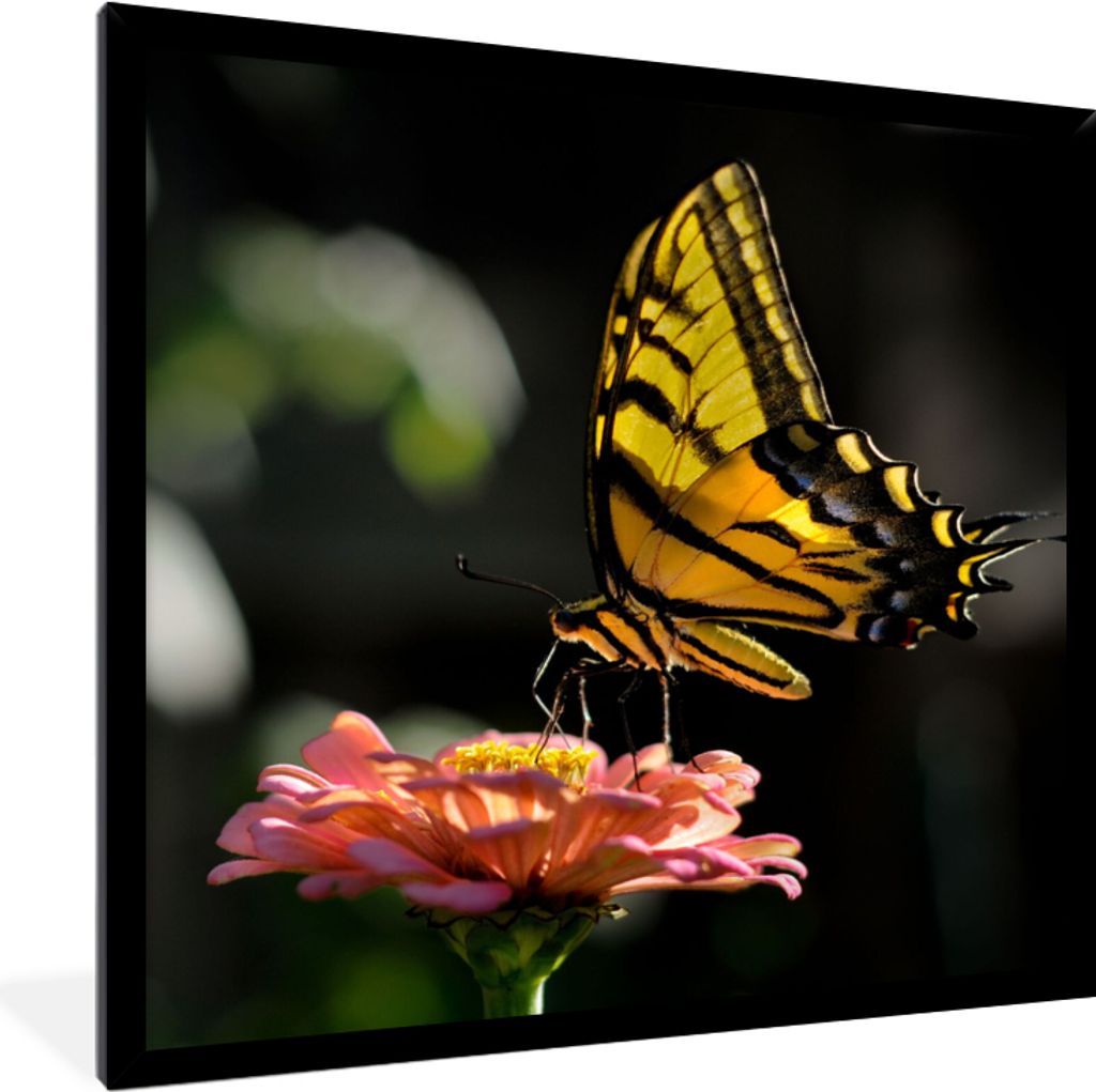 MuchoWow Gerahmtes Poster Schmetterling - Botanisch - Blume 40x40 cm - Poster mit Schwarzem Bilderrahmen Wandposter Rahmen Foto Bilder - Mit Rahm...
