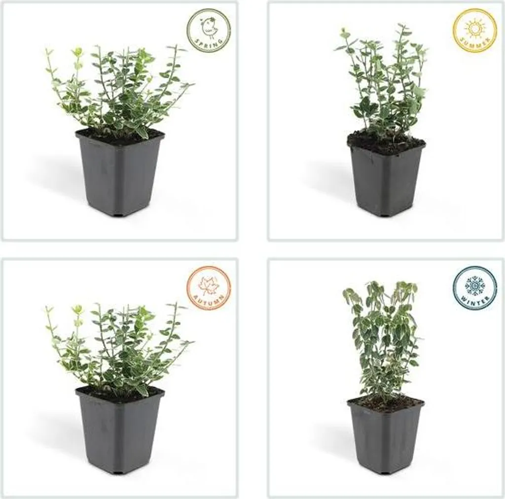 Fusain Euonymus fortunei : la solution couvre-sol facile - 12 plants - 5