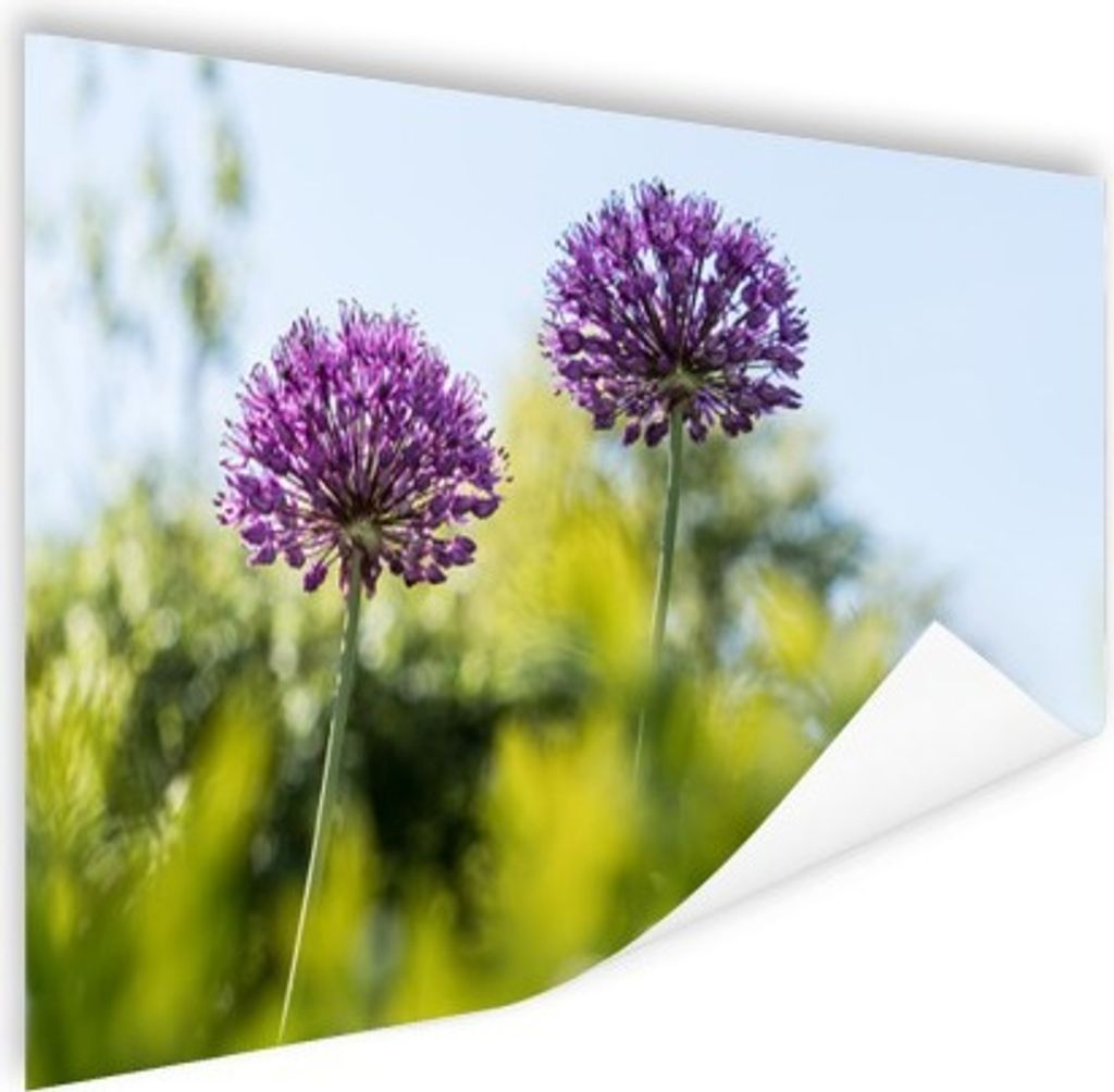 MuchoWow Poster Blumen - Garten - Lila 60x40 cm - Schlafzimmerdekoration