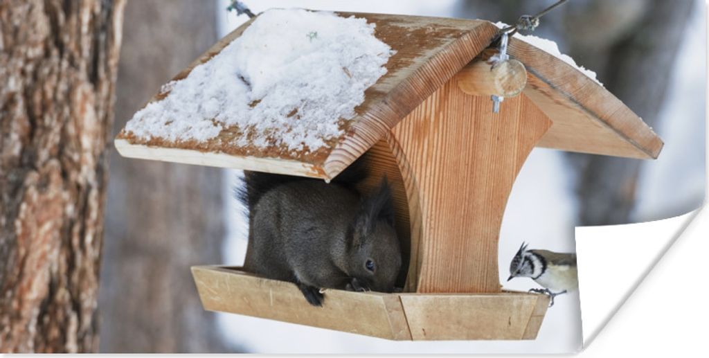 MuchoWow Poster Eichhörnchen - Vogelhaus - Schnee 150x75 cm - ohne Rahmen