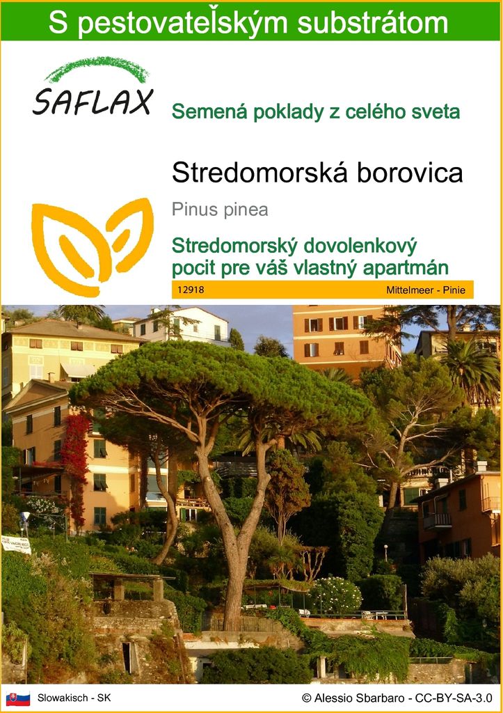 SAFLAX - Stredomorská borovica - Pinus pinea - 6 Semená - S Obrázok produktu 