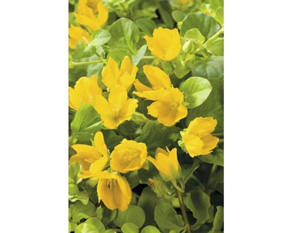 A close-up view of bright yellow flowers with green leaves.