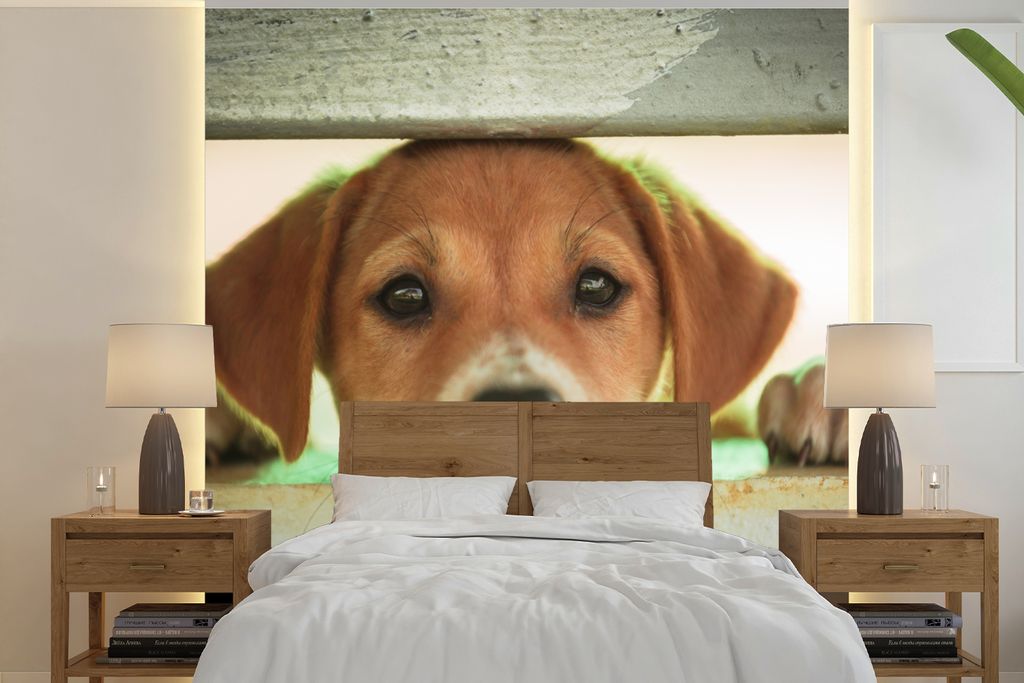 MuchoWow Fototapete für Wohnzimmer oder Schlafzimmer Wandtapete Vinyl Motivtapete Ein Welpe schaut durch einen Zaun - 300x300 cm - Wanddekoration