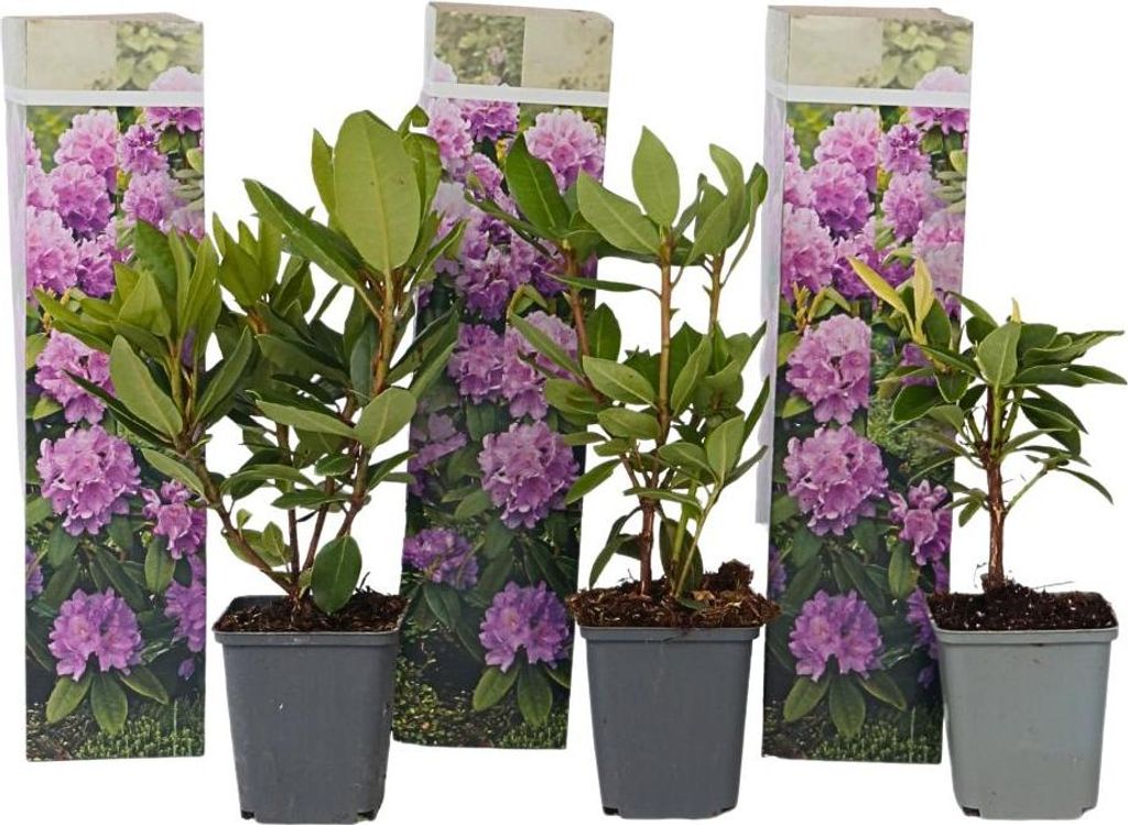 Rhododendren - 3 Stk - Rhododendron 'catawbiense purple' - Produktbild 