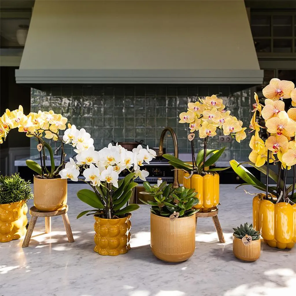 Orchidée fraîche jaune et rose avec cache-pot céramique - Qualité Serre - 2