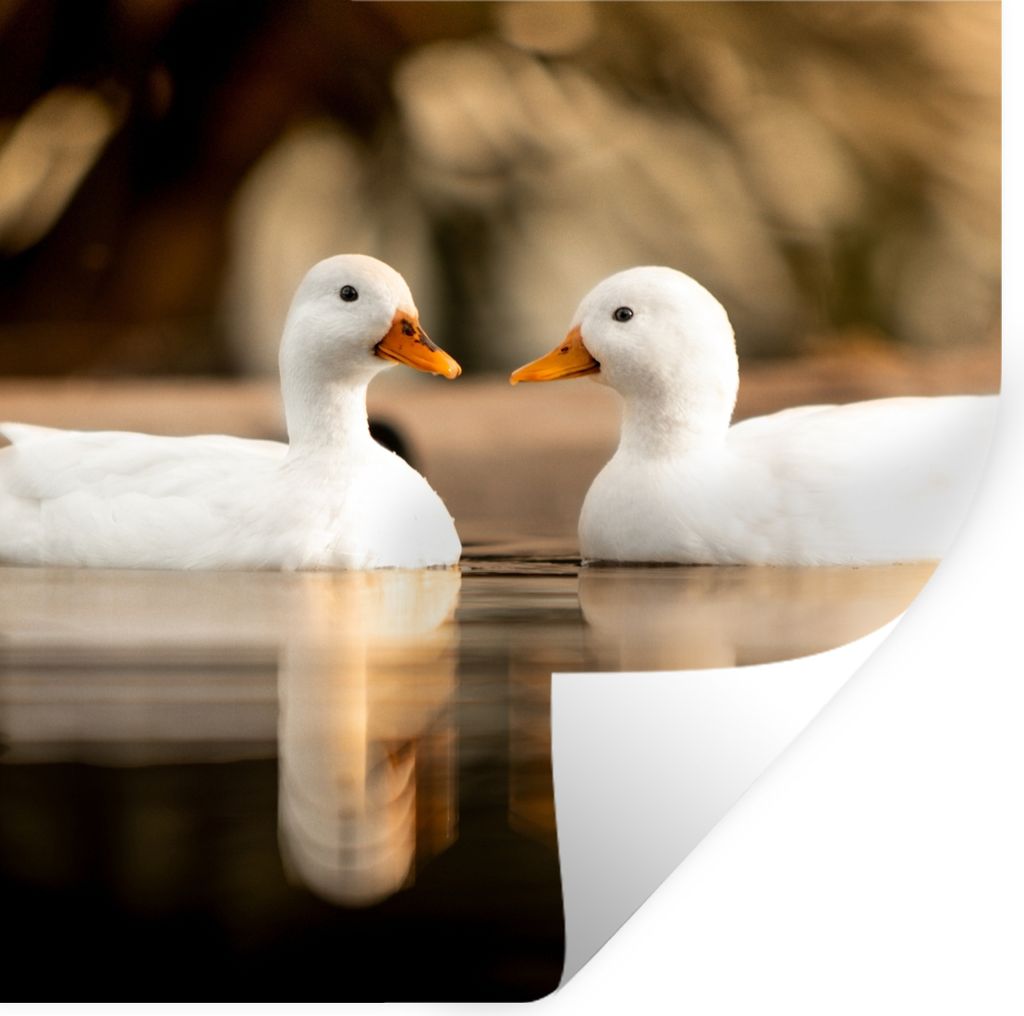 MuchoWow Wandtattoo Wandsticker Wandaufkleber Ente - Weiß - Tiere - Wasser - Vogel - Enten 50x50 cm Selbstklebend und Repositionierbar - Selbstk...