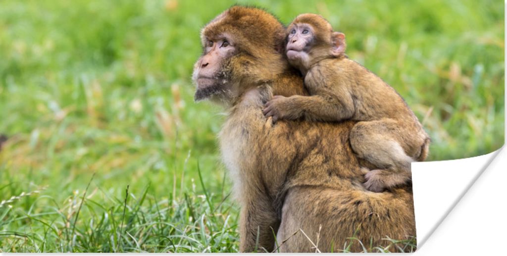 MuchoWow Poster Affe - Baby - Gras 80x40 cm - Wanddeko