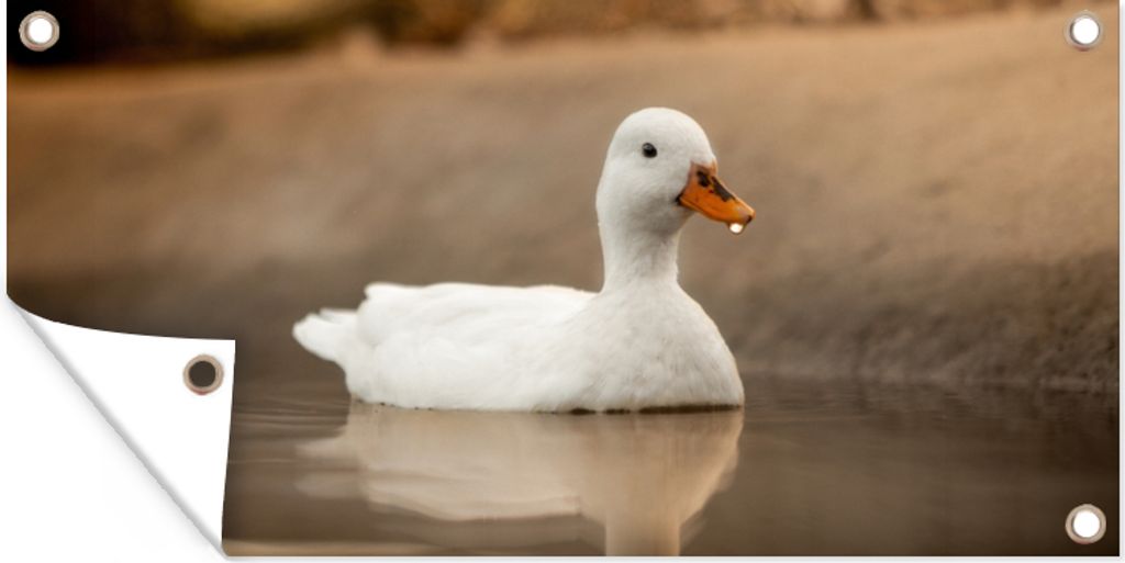 MuchoWow 80x40 cm Outdoor-Poster Gartendeko Sichtschutz Garten Poster für den Garten Ente - Vogel - Wasser - Weiß