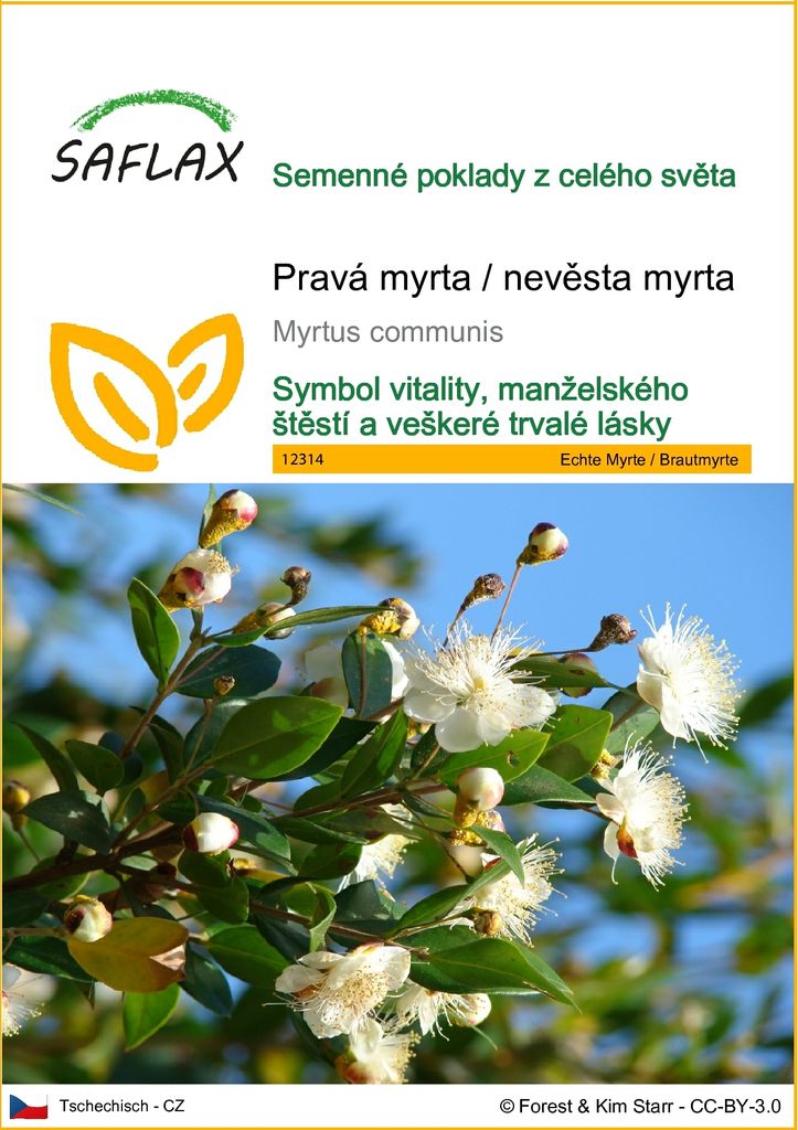 SAFLAX - Pravá myrta / nevěsta myrta - Myrtus communis - 30 Obrázek produktu 