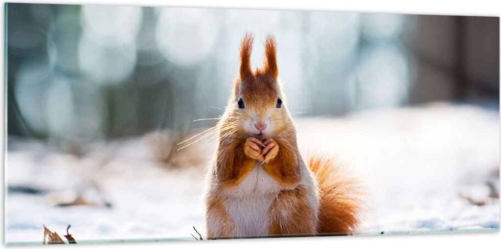 Bilder auf glas - Eichhörnchen Winter Schnee Essen - 120x50cm - Glasbilder - Wandbilder - Kunstdruck - zum Aufhängen bereit - Wanddekoration aus ...