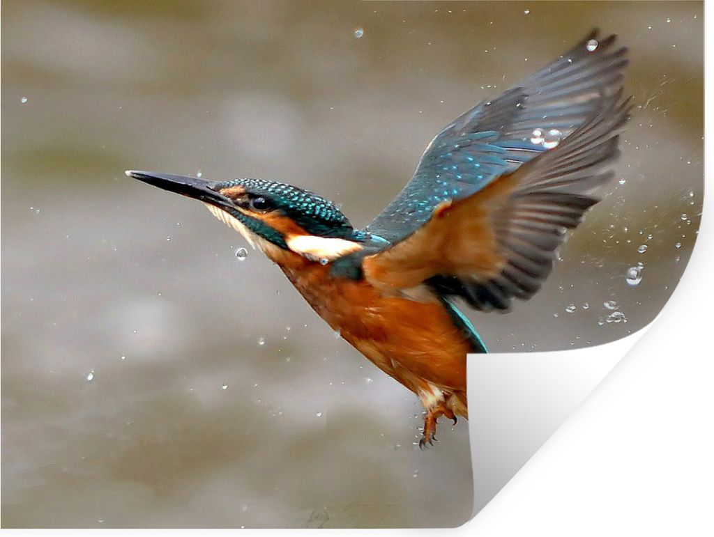 MuchoWow Wandtattoo Wandsticker Wandaufkleber Eisvogel - Wasser - Fliegen 120x90 cm Selbstklebend und Repositionierbar - Aufkleber
