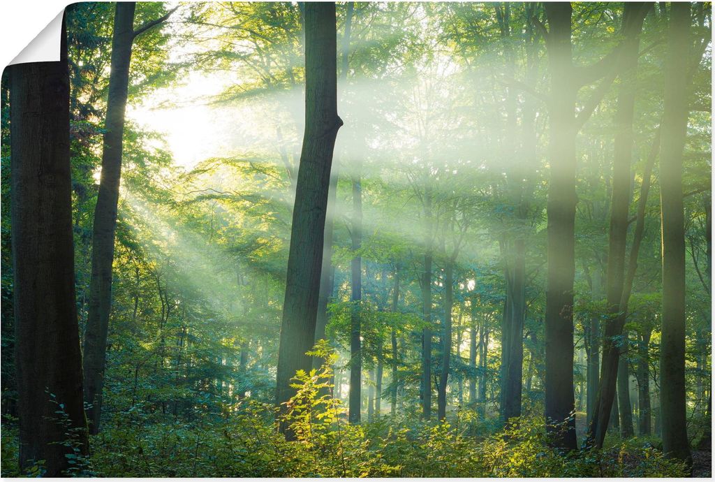 ARTland Poster Licht im Wald Größe: 120x80 cm