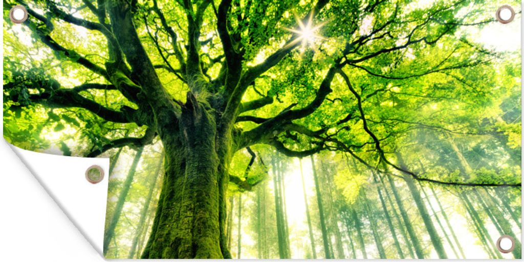 MuchoWow 60x30 cm Outdoor-Poster Gartendeko Sichtschutz Garten Poster für den Garten Eine alte Buche mit grün gefärbten Ästen