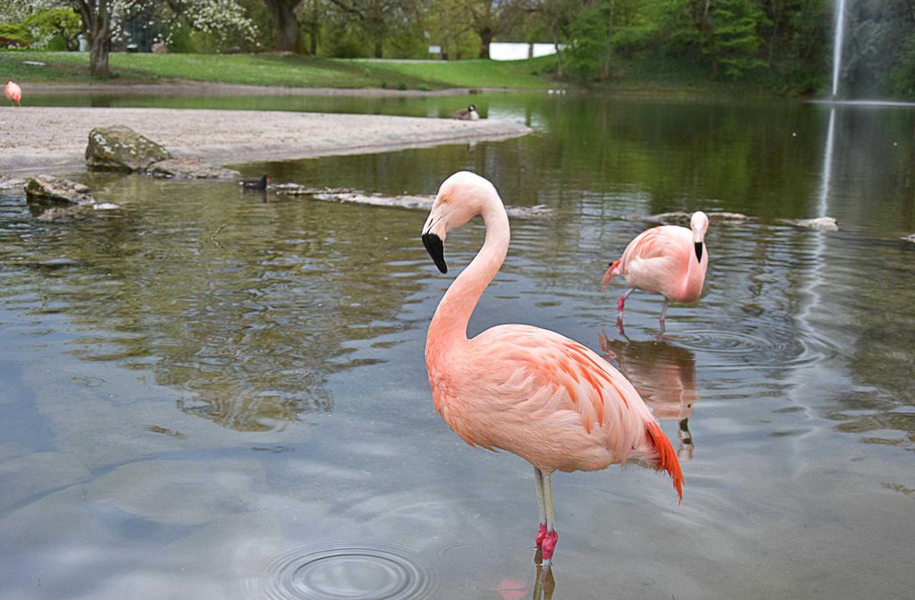 hansepuzzle 20225 - Flamingos Puzzle, 500 Teile, Tierwelt, 46,0 x 30,0cm mit hochwertiger Aufbewahrung, Kartonbox und wiederverschließbarem Beutel
