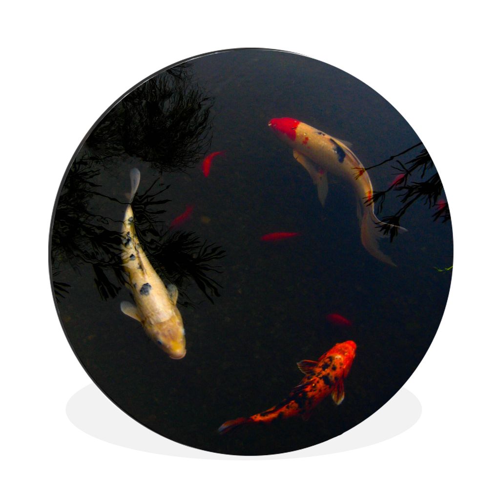 MuchoWow Aluminium Wandkreis Eine Gruppe von Koi-Karpfen, die im Kreis schwimmen Ø 90 cm Wanddeko Modern Wohnzimmer - Mauerkreis - Wandbilder - ...