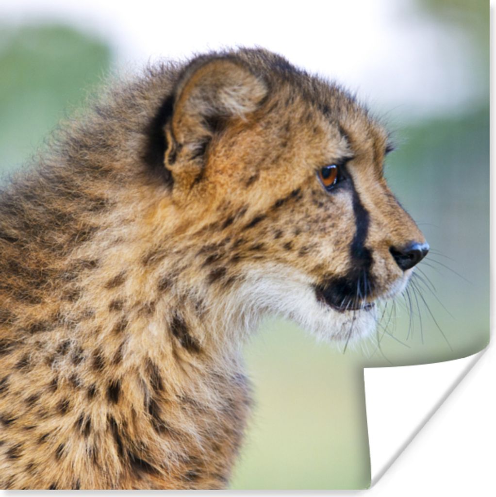 MuchoWow Poster Leopard - Kopf - Haar 75x75 cm - Wand Dekoration