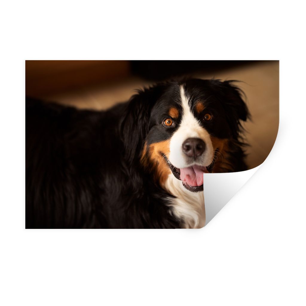 MuchoWow Wandtattoo Wandsticker Wandaufkleber Berner Sennenhund schaut in die Kamera 60x40 cm Selbstklebend und Repositionierbar - Wierderverwend...
