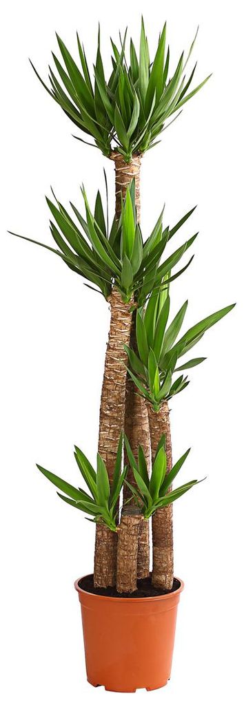 Dehner Yucca-Palme, viertriebig, ca. 170-180 cm, Ø Topf 27 cm, Zimmerpalme