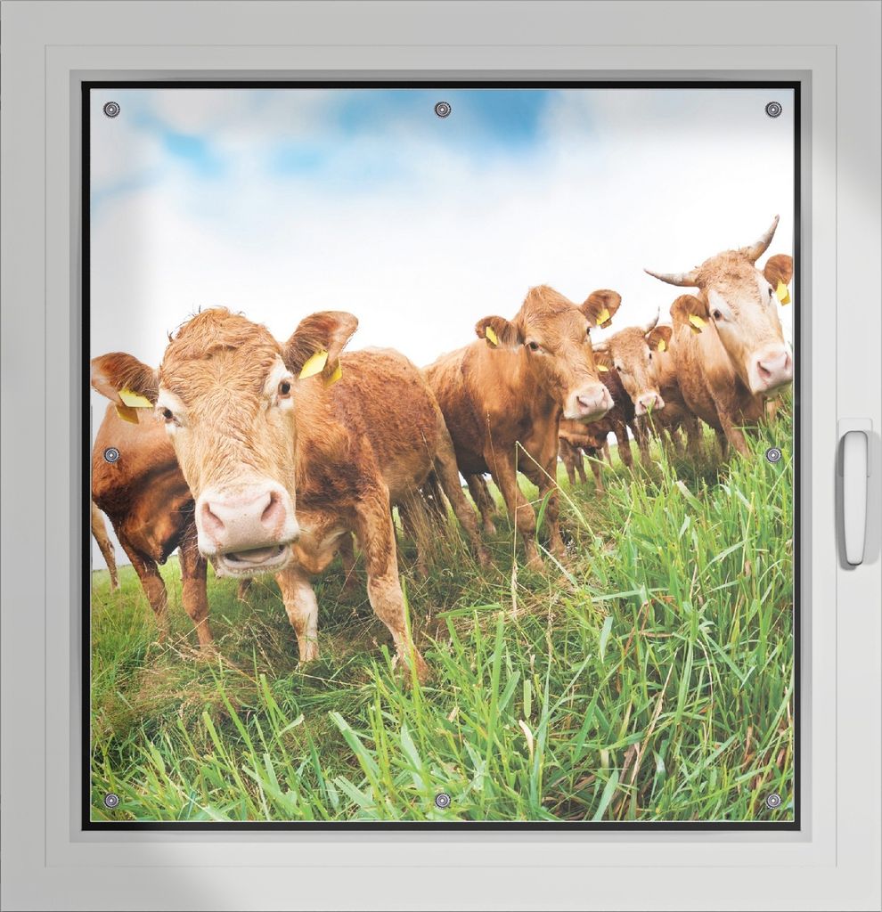 Wallario Lichtschutzbild, Dekorativer Sichtschutz Sonnenschutz 96 x 100 cm mit Motiv: Kühe im Sommer auf der Weide - Verdunklung ohne Bohren