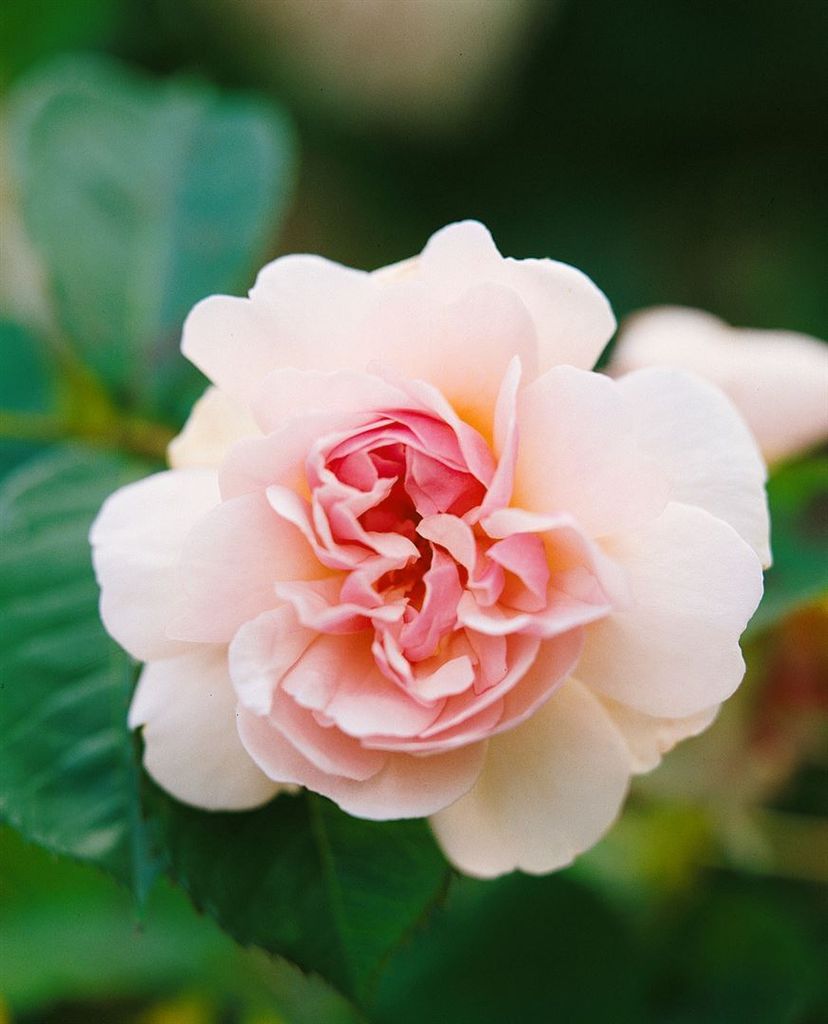 Rosa 'Felicia', Strauchrose, rosa, 5-7,5 Liter Container