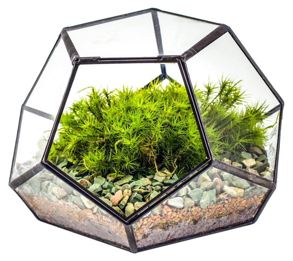 18x18x12 cm Kleines geometrisches Terrarium aus Glas mit Tür, Schwarzer Pentagon-Übertopf für Sukkulenten, Luftpflanzen handgefertigt Home Garde...