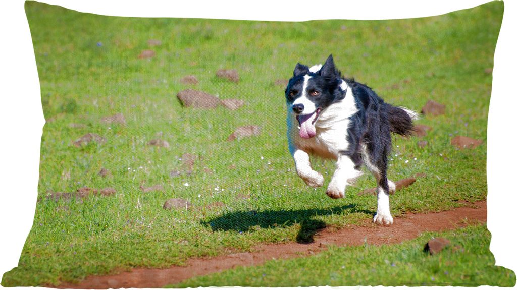 MuchoWow Zierkissen Sofakissen Wohnzimmer Dekokissen 50x30 cm Ein aktiver Border Collie läuft über das Feld - Wohnzimmerdekoration - Polster mi...