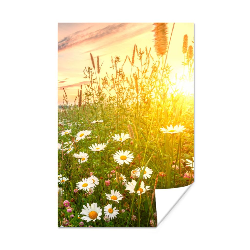 Blumen Gänseblümchen MuchoWow® Poster -