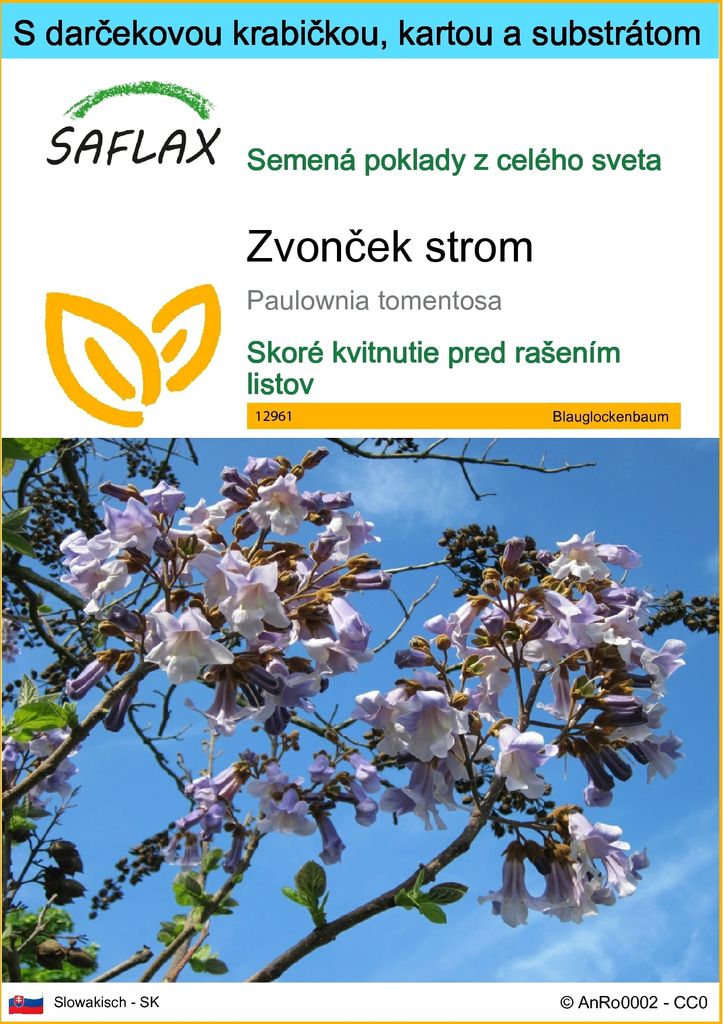 SAFLAX Darčeková sada - zvonček strom - Paulownia tomentosa Obrázok produktu 