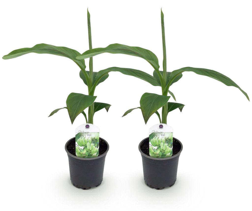 GreenboutiQ - Obstpflanze - Bananenpflanze - Musa Basjoo - Winterhart - 2 Pflanzen - Topf 12cm Höhe 30cm