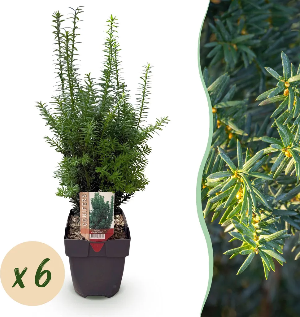Taxus media Hillii vert intense - Haie haute densité 60cm pot de 17cm