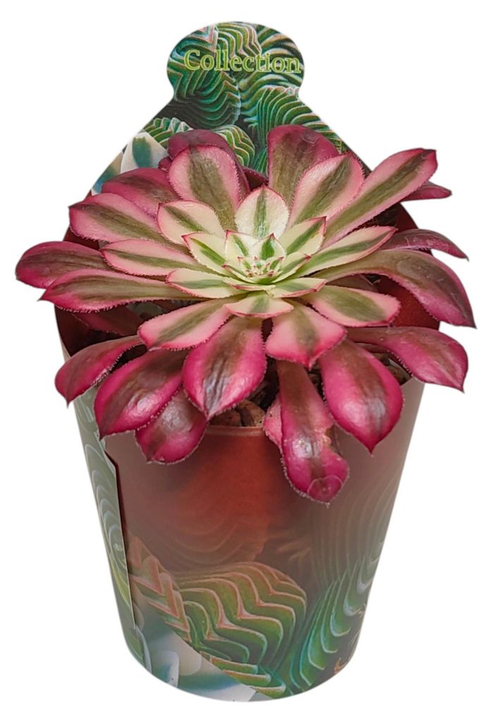 Aeonium "Mardi Gras" - Rosetten-Dickblatt - Rarität - 6,5cm Produktbild 