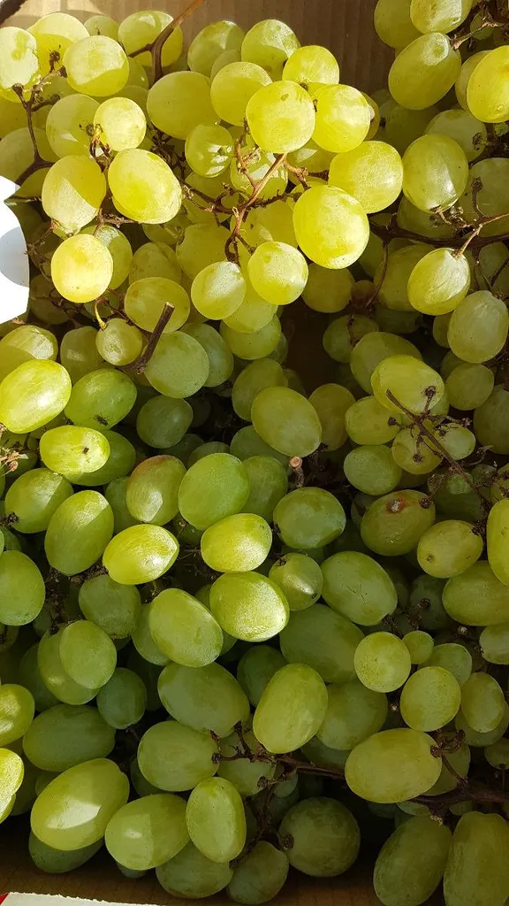 Raisin de table Vigne Italia - Cultivez facilement vos fruits maison