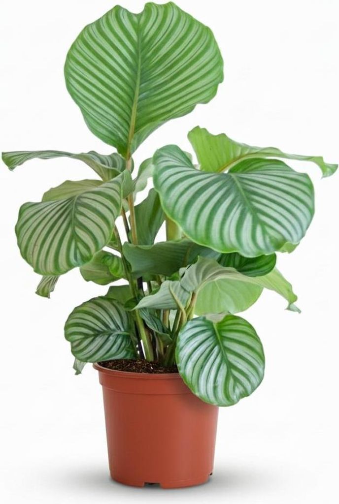 Green boutiQ - Zimmerpflanze - Korbmarante - Calathea Produktbild 